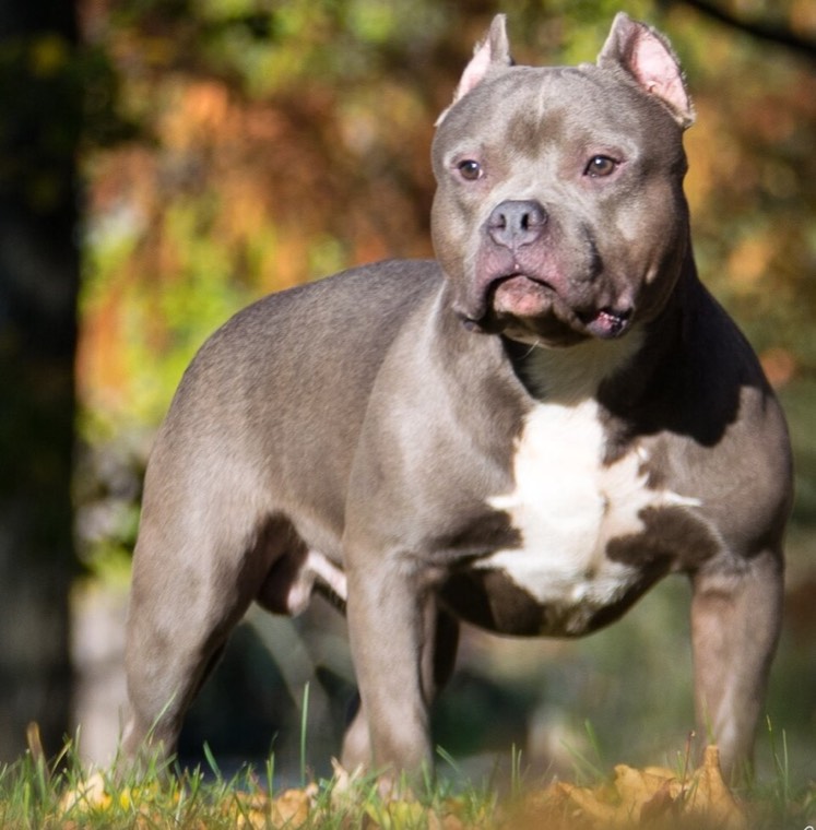 A American Bully