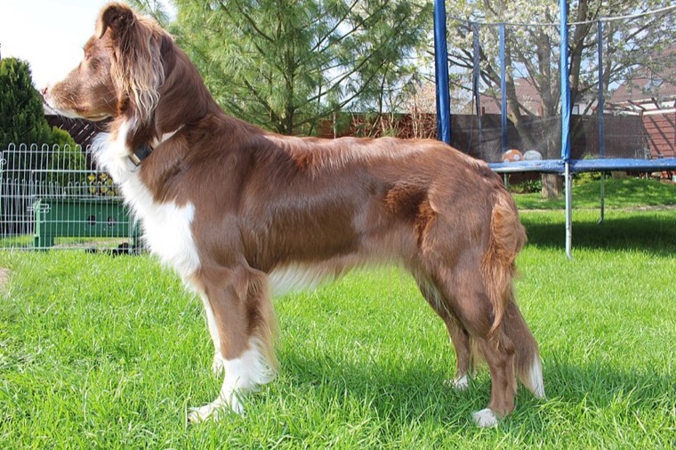A Australian Shepherd