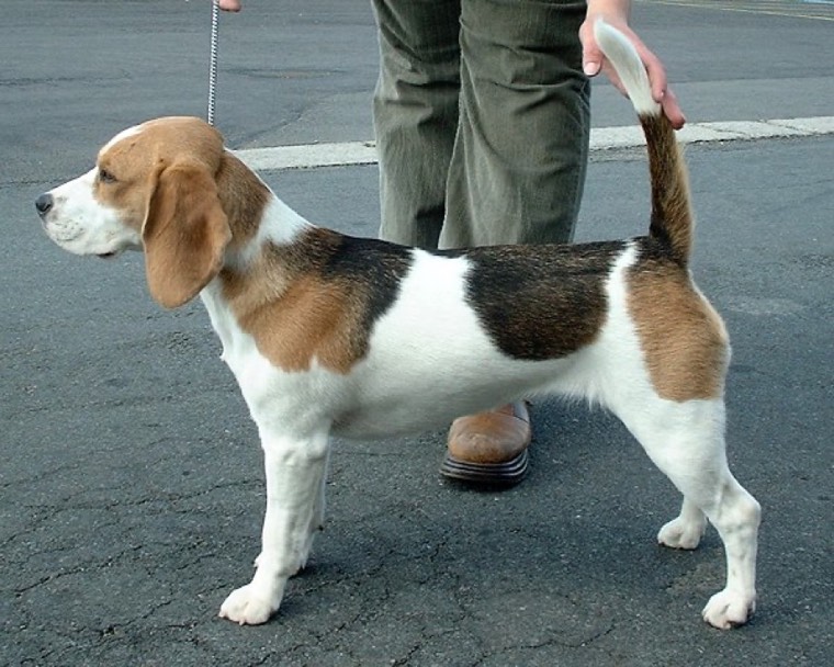 A Beagle