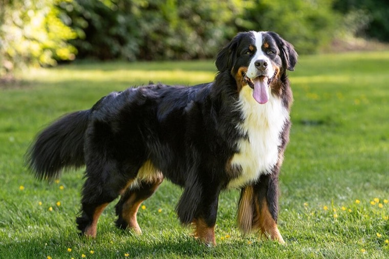 A Bernese Mountain Dog