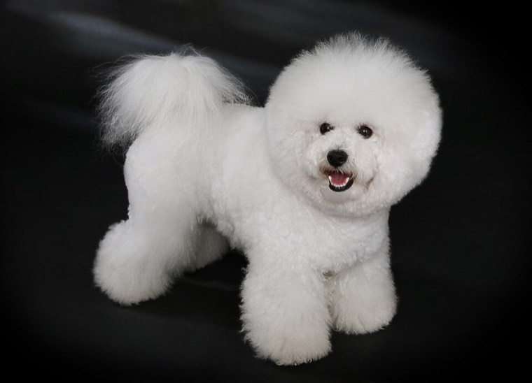 A Bichon Frise