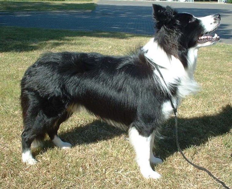 A Border Collie