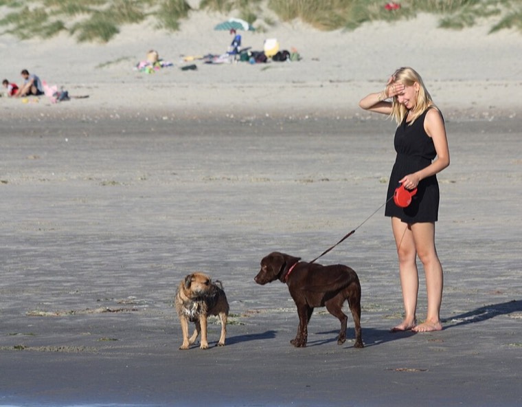 A Border Terrier
