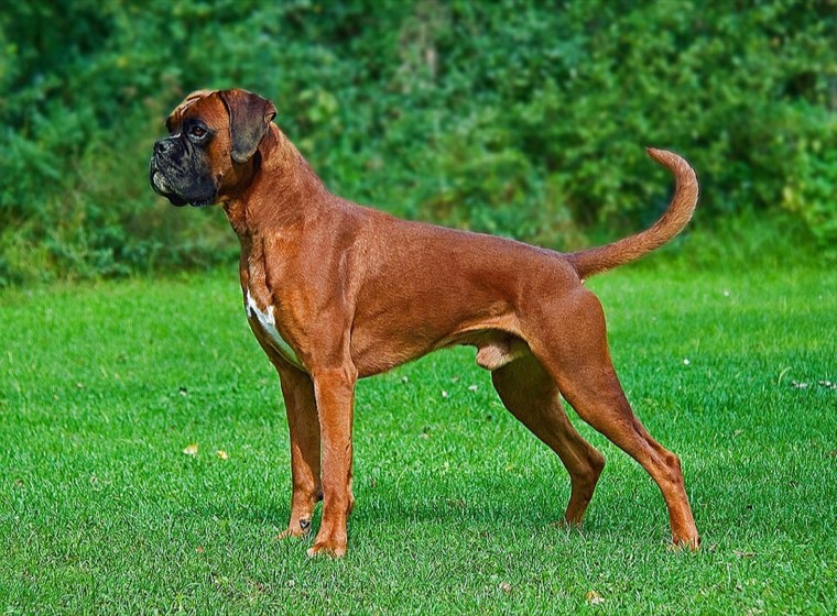 A Boxer