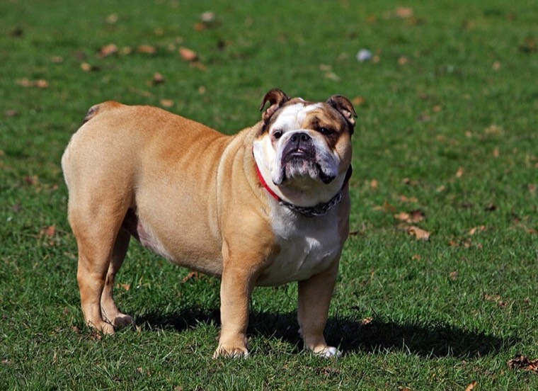 A British Bulldog