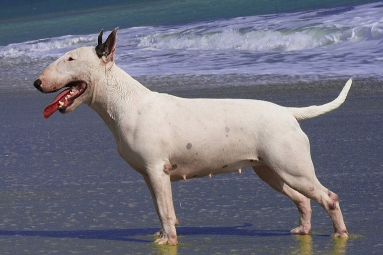 A Bull Terrier