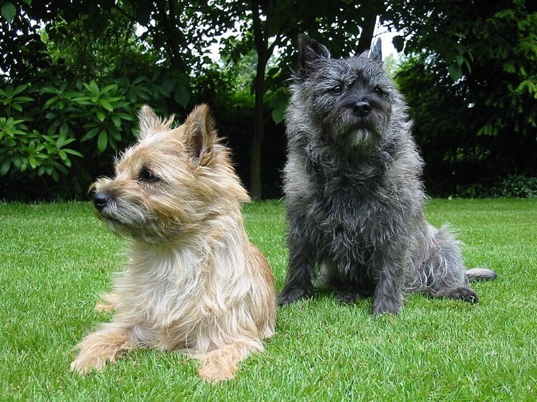 A Cairn Terrier