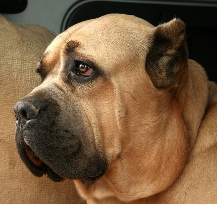 A Cane Corso