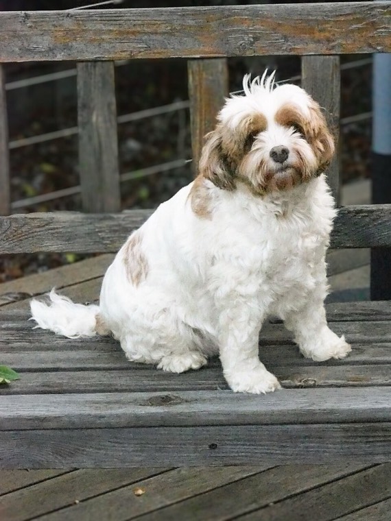 A Cavapoo