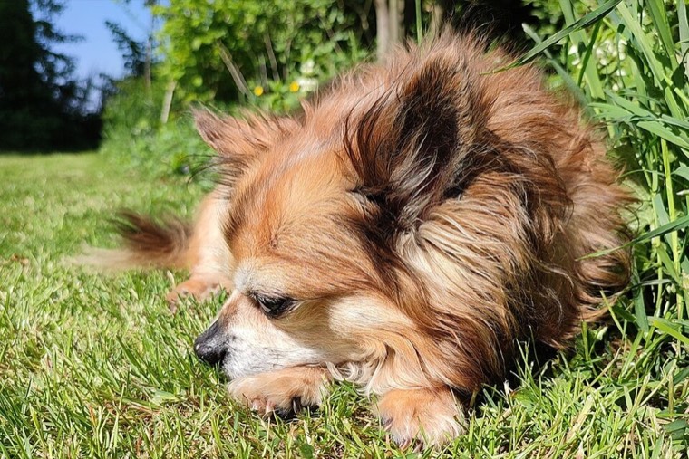 A Chihuahua