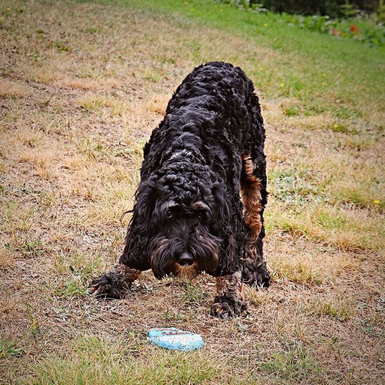 A Cockapoo