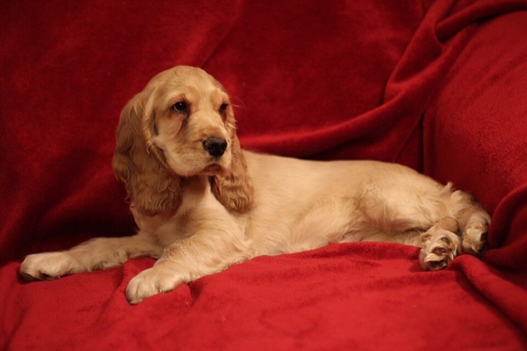 A Cocker Spaniel