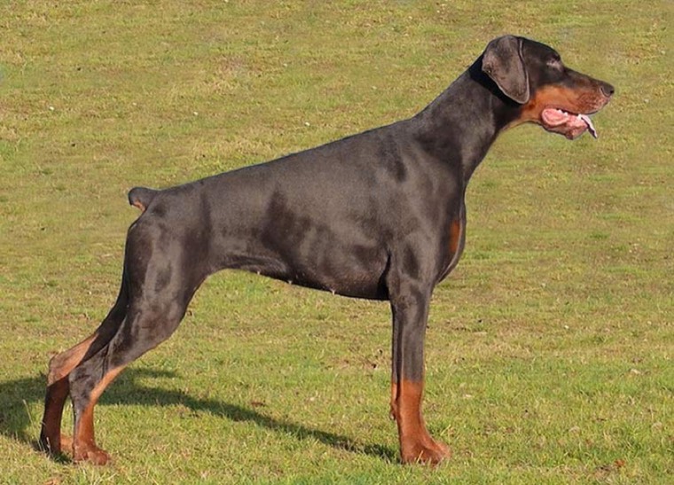 A Dobermann