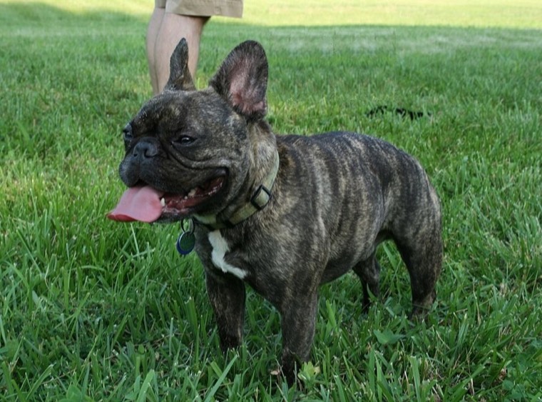 A French Bulldog