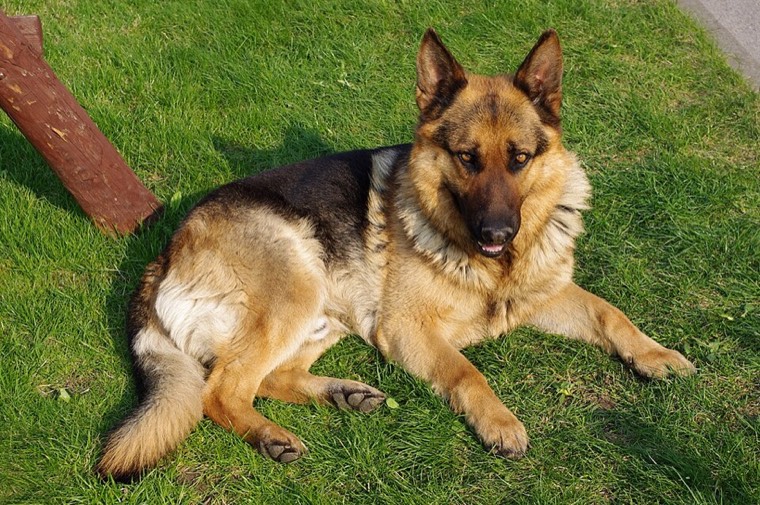 A German Shepherd