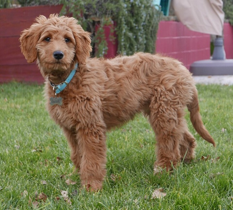 A Goldendoodle