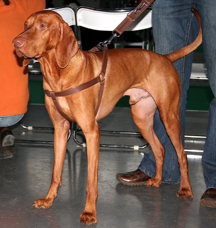 A Hungarian Vizsla