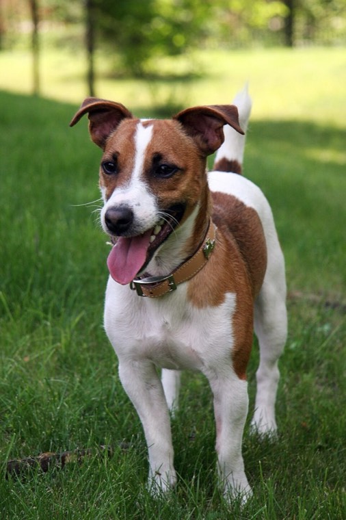 A Jack Russell