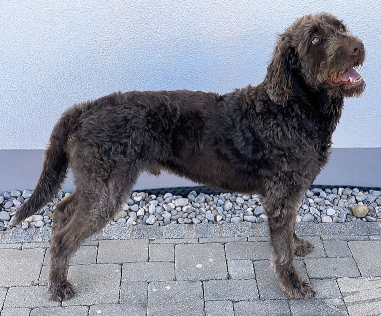 A Labradoodle