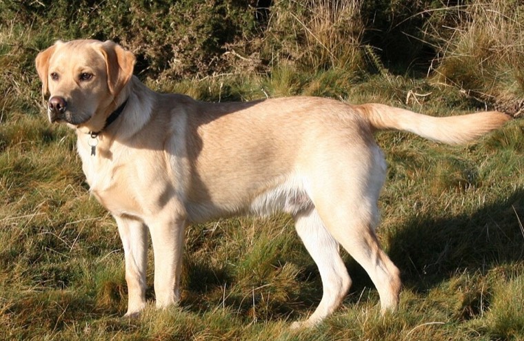 A Labrador