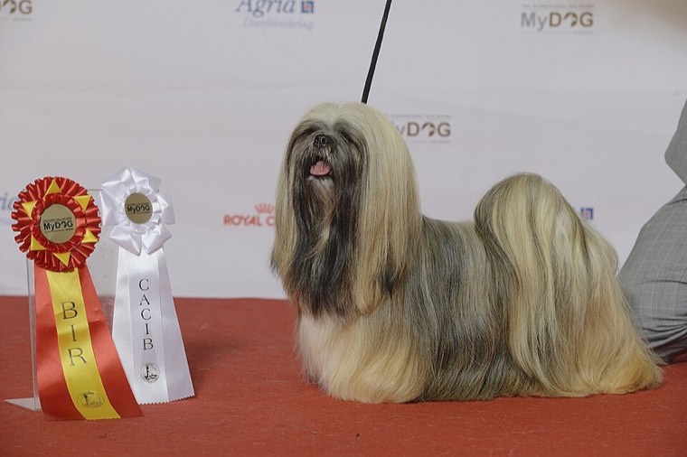 A Lhasa Apso