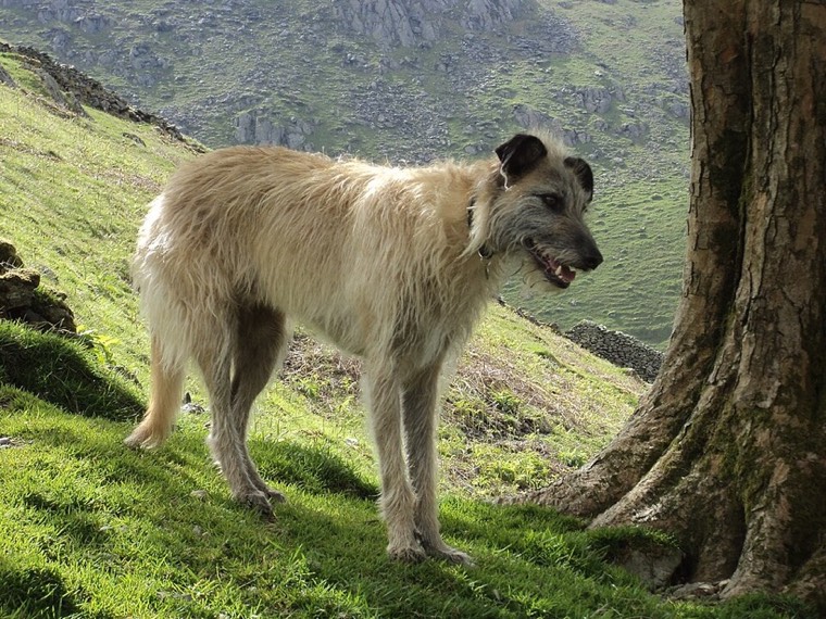 A Lurcher