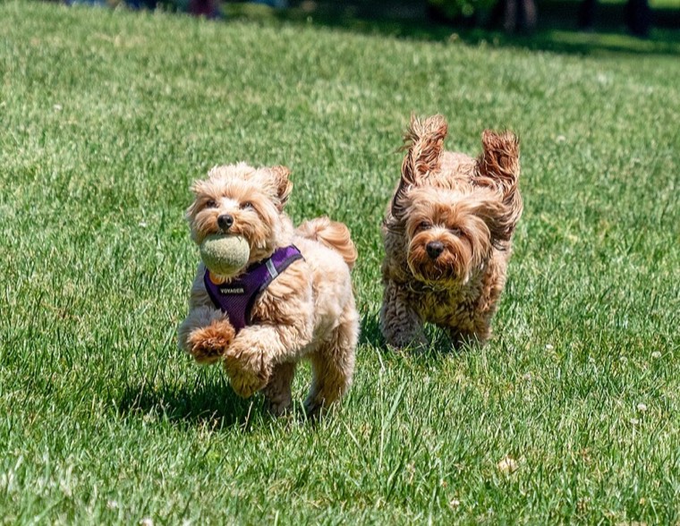 A Maltipoo