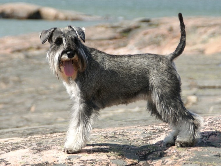 A Miniature Schnauzer