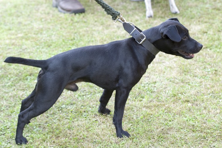 A Patterdale Terrier