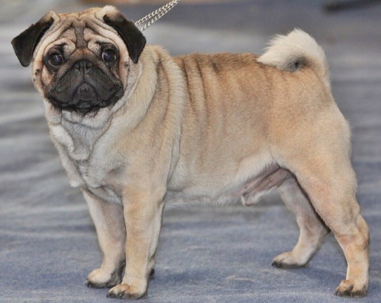 A Pug