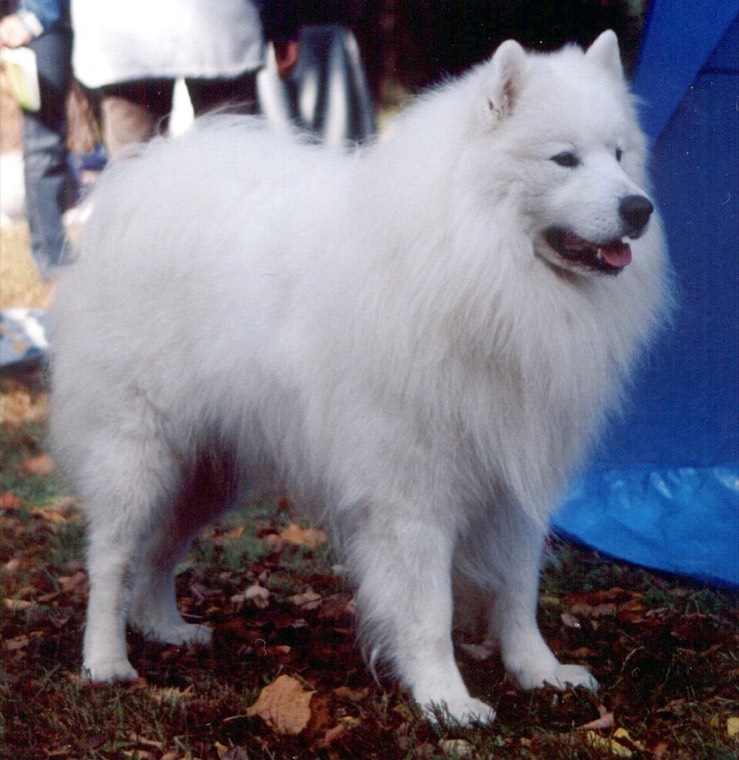 A Samoyed