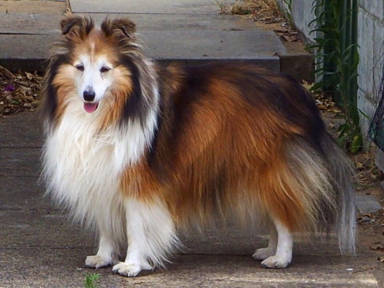 A Shetland Sheepdog