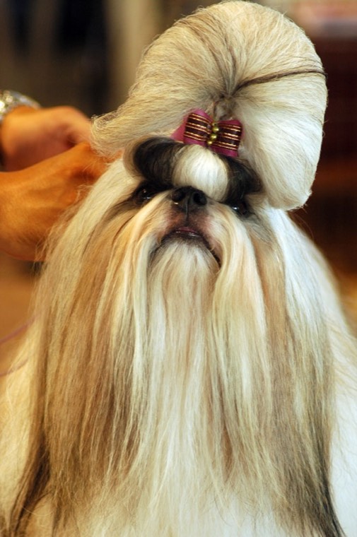 A Shih Tzu