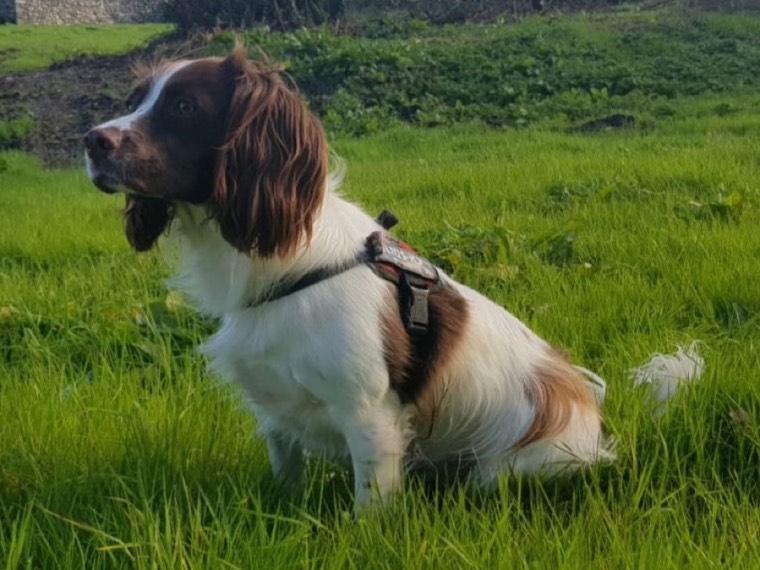 A Springer Spaniel