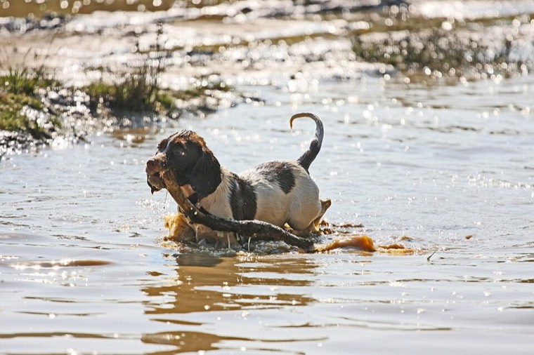 A Sprocker