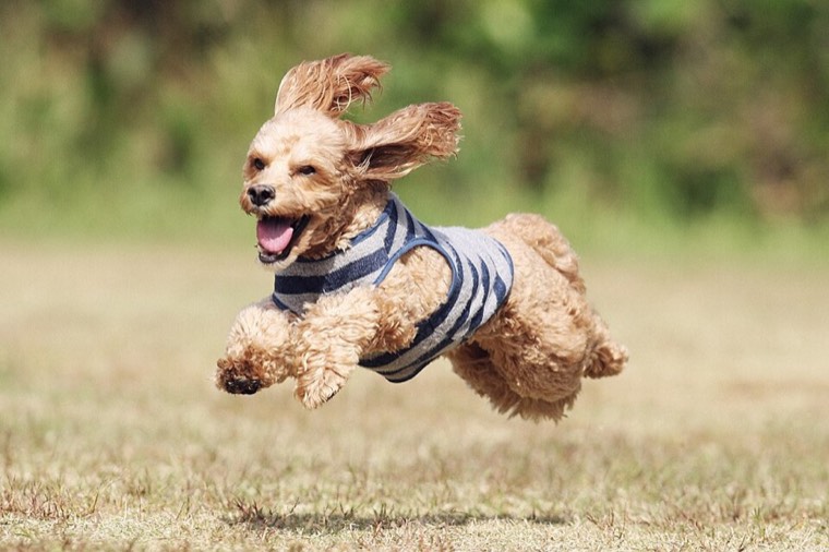 A Sproodle
