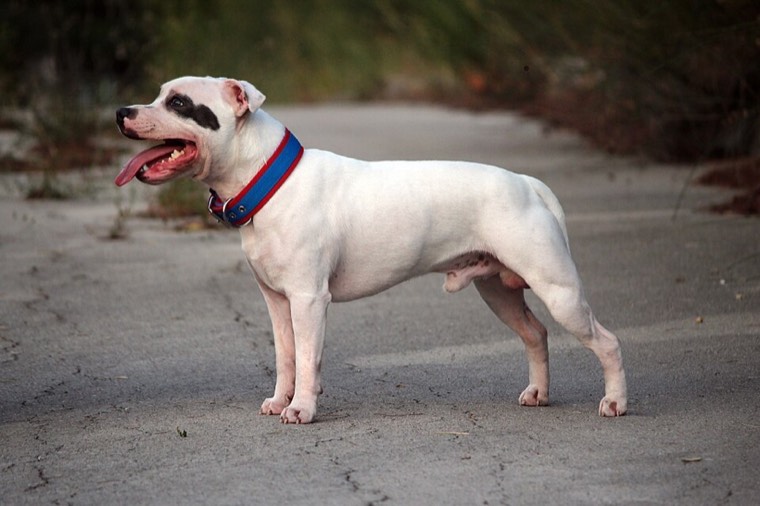 A Staffordshire Bull Terrier