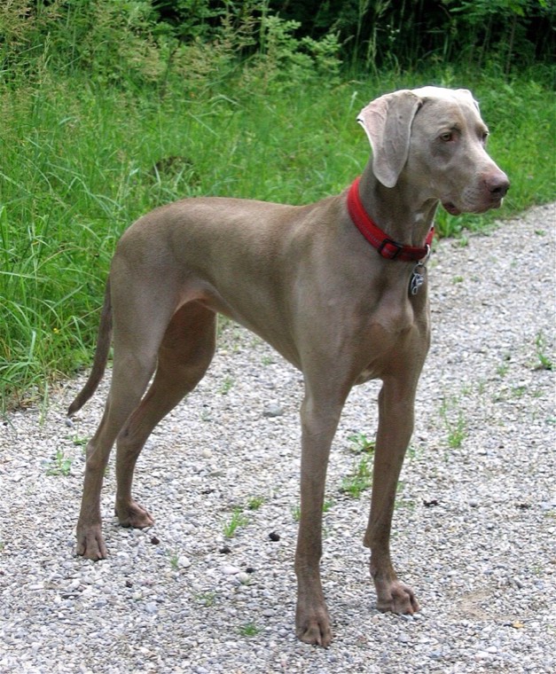 A Weimaraner