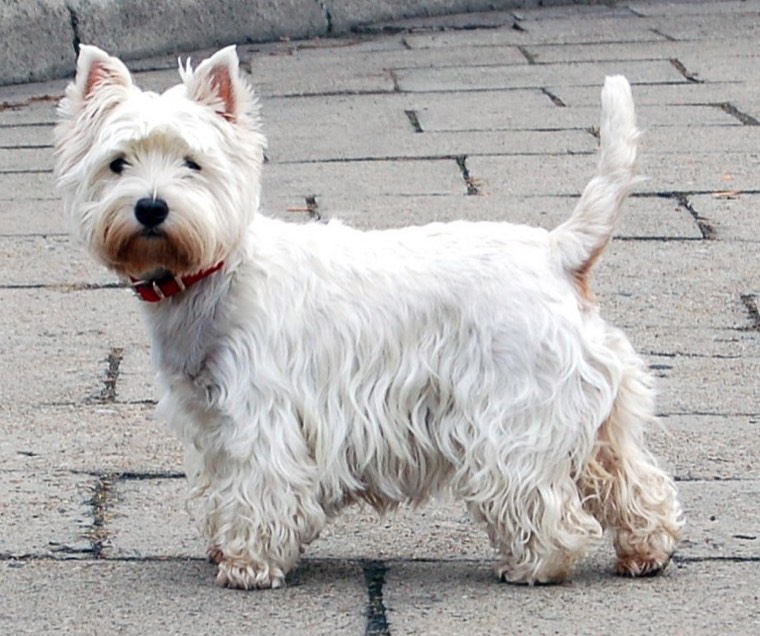 A West Highland Terrier
