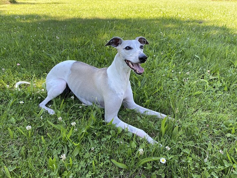 A Whippet