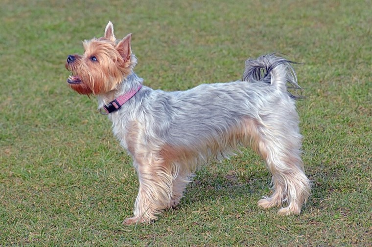 A Yorkshire Terrier