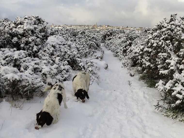 Spaniels on a snowy walk