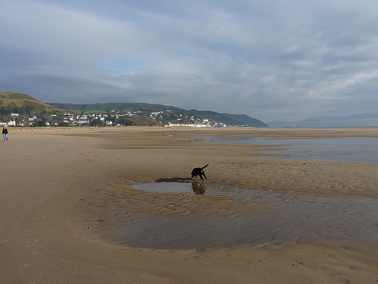 A dog on a beach in Wales