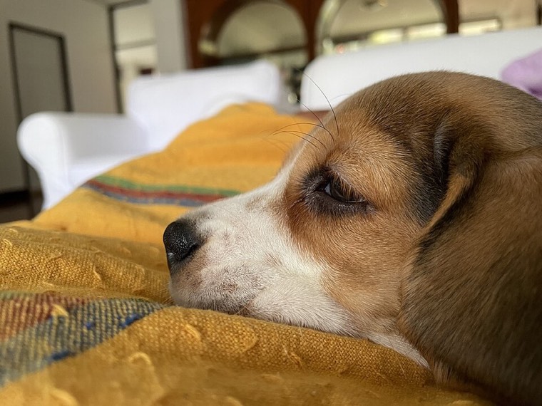 A dog resting on a sofa