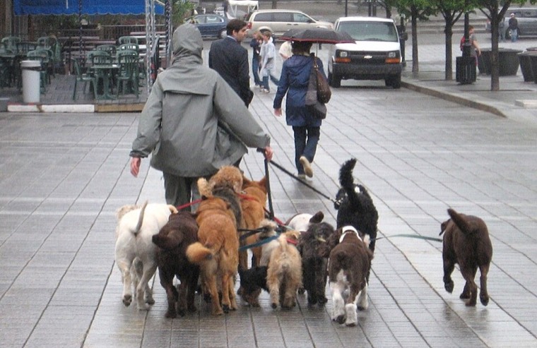 A dog walker out with a group of dogs