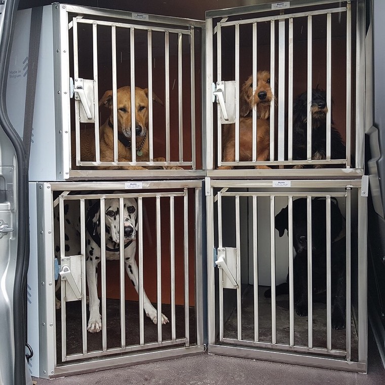 Dogs travelling in crates fitted in a van