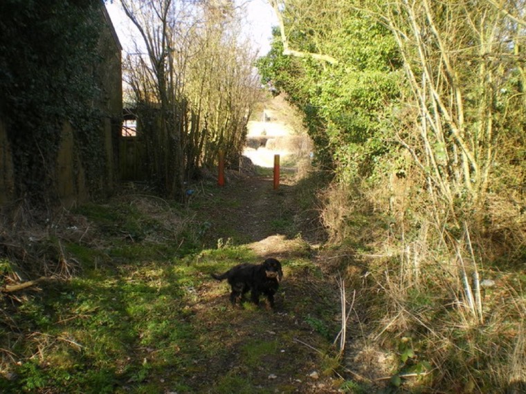 A dog on a woodland walk