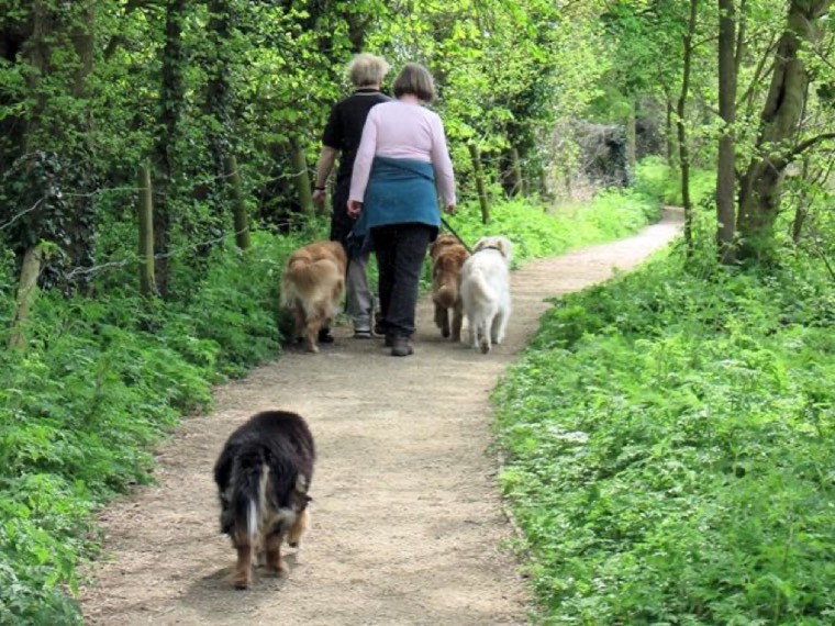 A dog walker on a woodland path